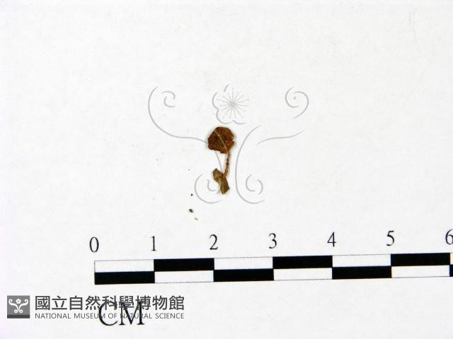 小菇屬藏品圖，第1張