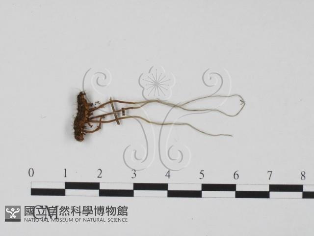 登錄號:F0012890藏品圖，第1張