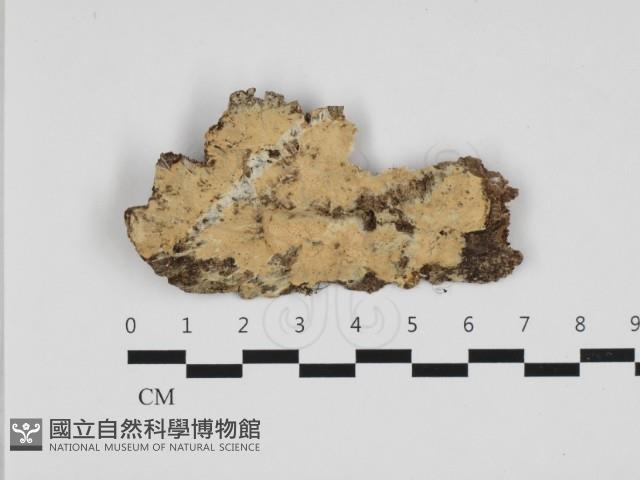 登錄號:F0032890藏品圖，第1張