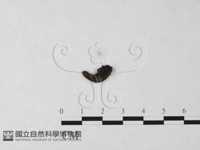 登錄號:F0017890藏品圖，第1張