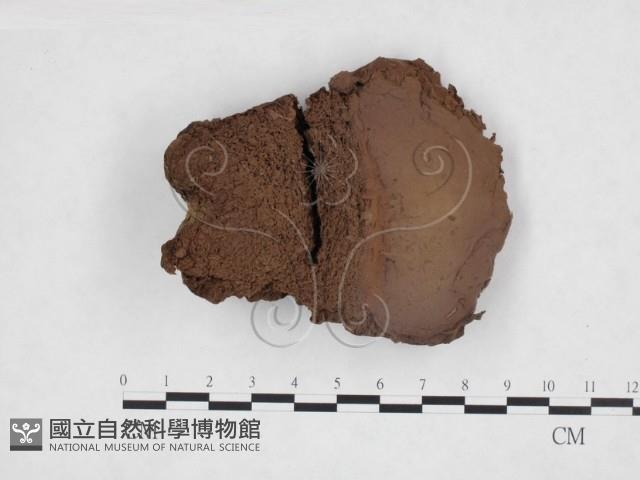 紫色禿馬勃藏品圖，第1張