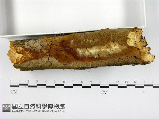 登錄號:F0005890藏品圖，第1張