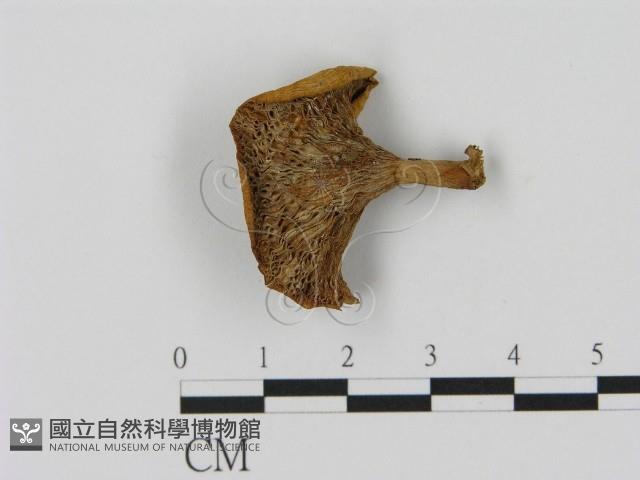 乳菇屬藏品圖，第1張