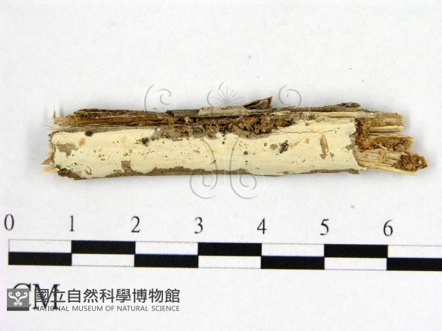 登錄號:F0009890藏品圖，第1張