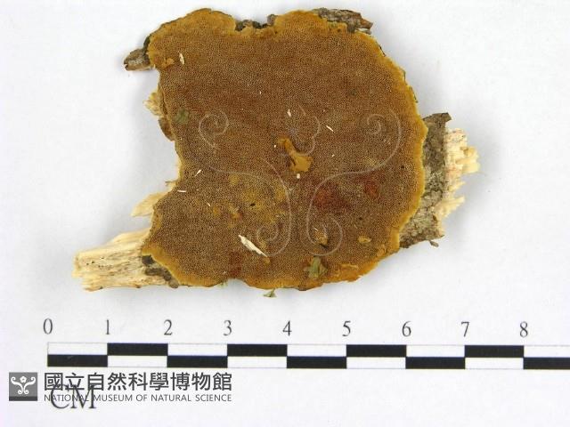 登錄號:F0019890藏品圖，第1張