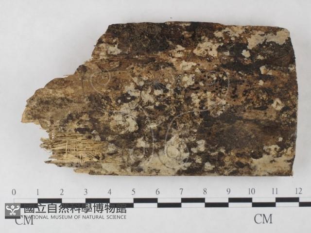 絲齒菌屬藏品圖，第1張