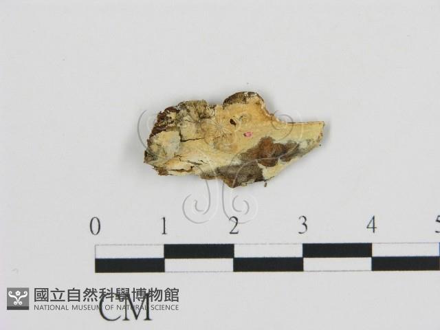 登錄號:F0003890藏品圖，第1張