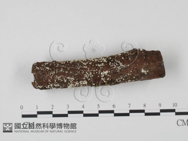 登錄號:F0013890藏品圖，第1張