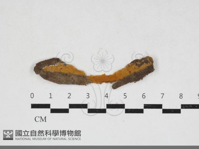 登錄號:F0033890藏品圖，第1張