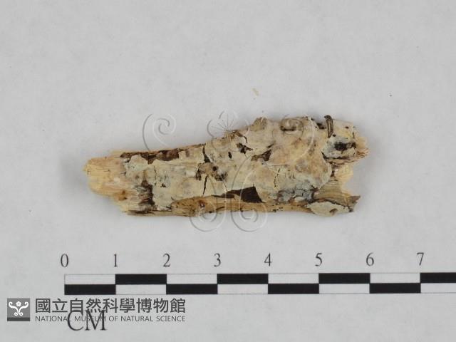 登錄號:F0020990藏品圖，第1張