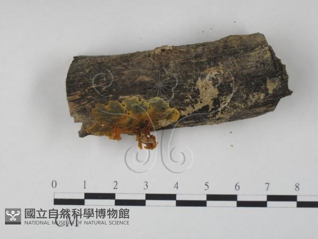 登錄號:F0010990藏品圖，第1張