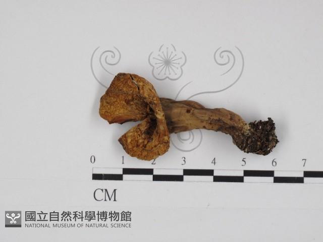 登錄號:F0030990藏品圖，第1張