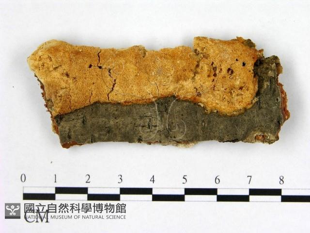 登錄號:F0006990藏品圖，第1張