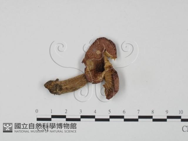 紅菇屬藏品圖，第1張