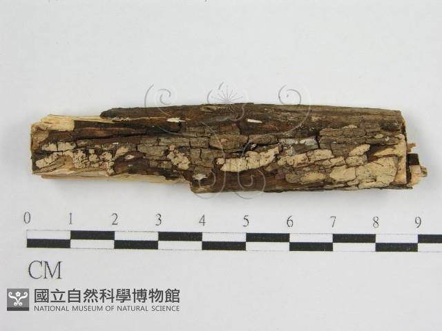 登錄號:F0011990藏品圖，第1張