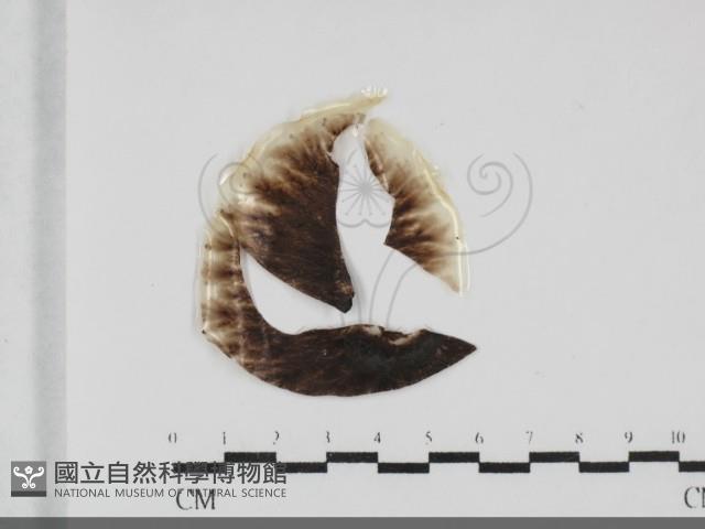 登錄號:F0031990藏品圖，第1張