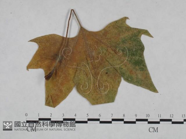 登錄號:F0024990藏品圖，第1張