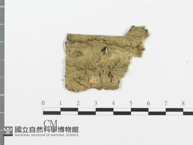 登錄號:F0004990藏品圖，第1張