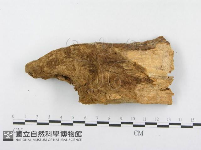 登錄號:F0014990藏品圖，第1張