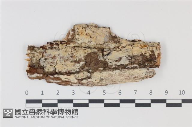 登錄號:F0034990藏品圖，第1張