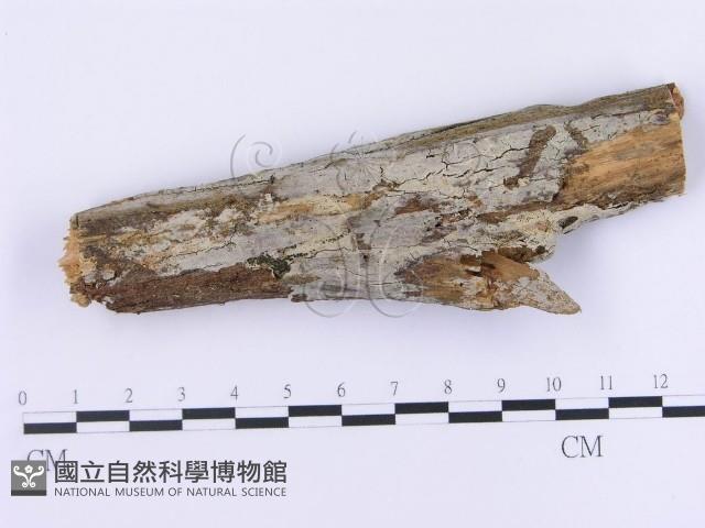 登錄號:F0002990藏品圖，第1張