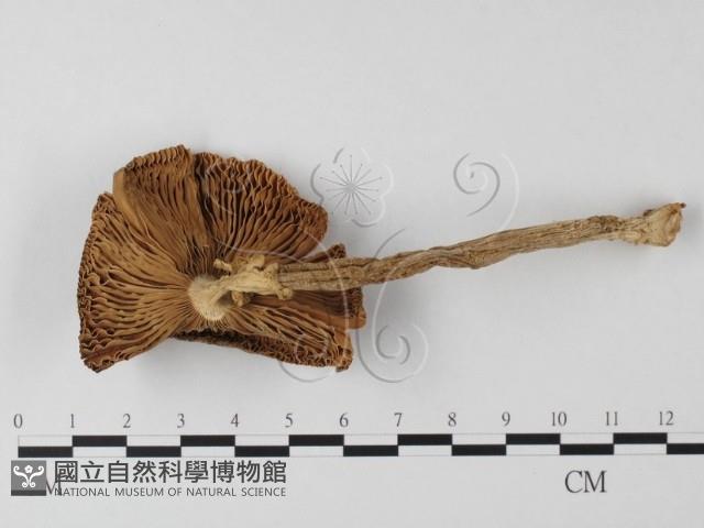 登錄號:F0012990藏品圖，第1張