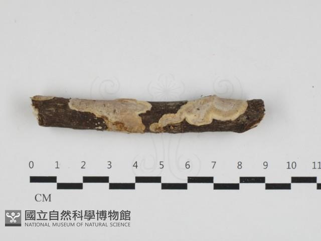 刺皮菌屬藏品圖，第1張
