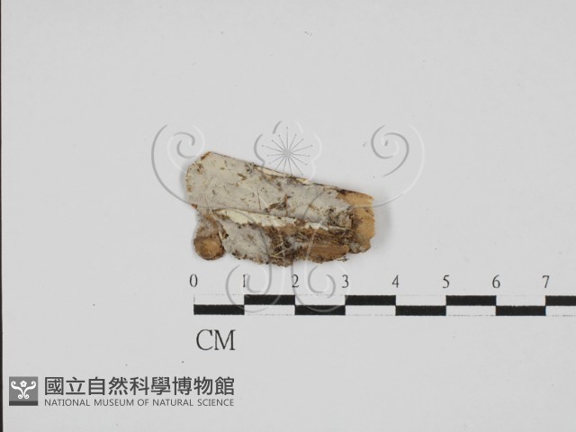 剛毛絲皮菌藏品圖，第1張
