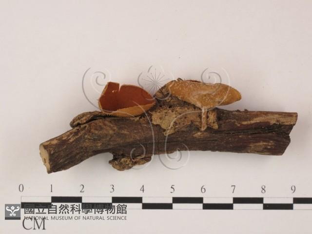 登錄號:F0007990藏品圖，第1張