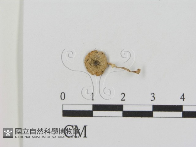 登錄號:F0015990藏品圖，第1張