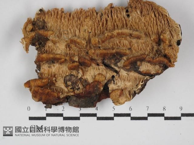 登錄號:F0029990藏品圖，第1張