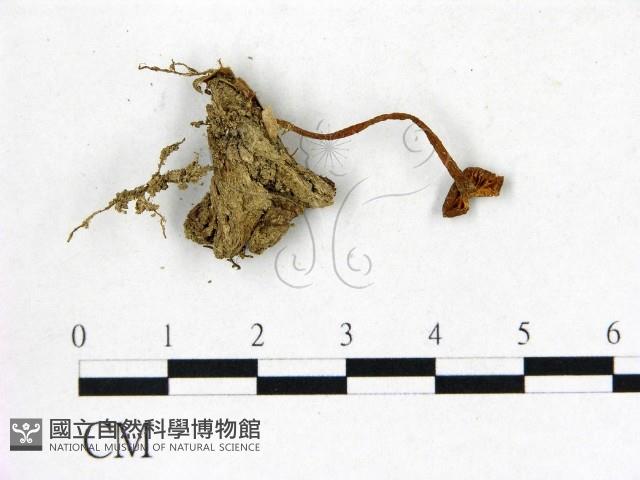 粉褶菌屬藏品圖，第1張