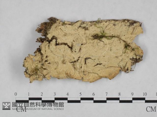 薄孔菌屬藏品圖，第1張