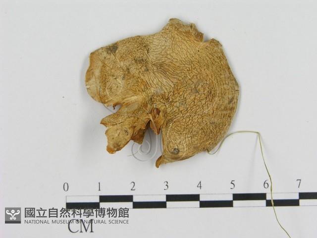 登錄號:F0013990藏品圖，第1張