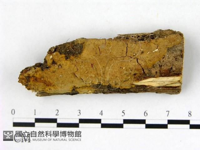 登錄號:F0008690藏品圖，第1張