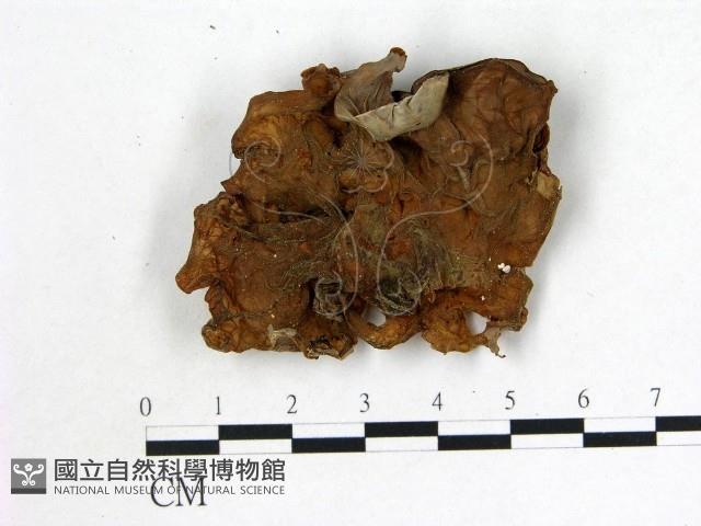 登錄號:F0010690藏品圖，第1張