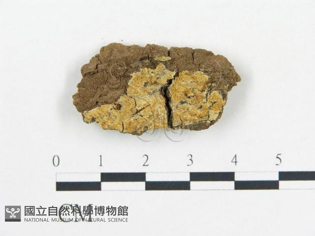 登錄號:F0006690藏品圖，第1張