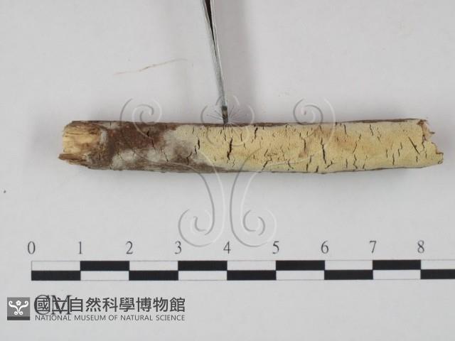 登錄號:F0021690藏品圖，第1張