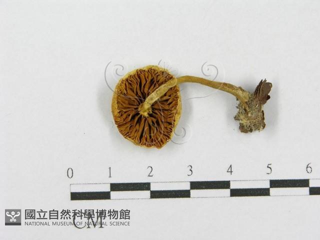 登錄號:F0001690藏品圖，第1張