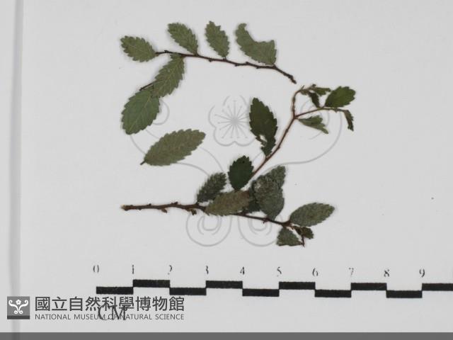 登錄號:F0031690藏品圖，第1張