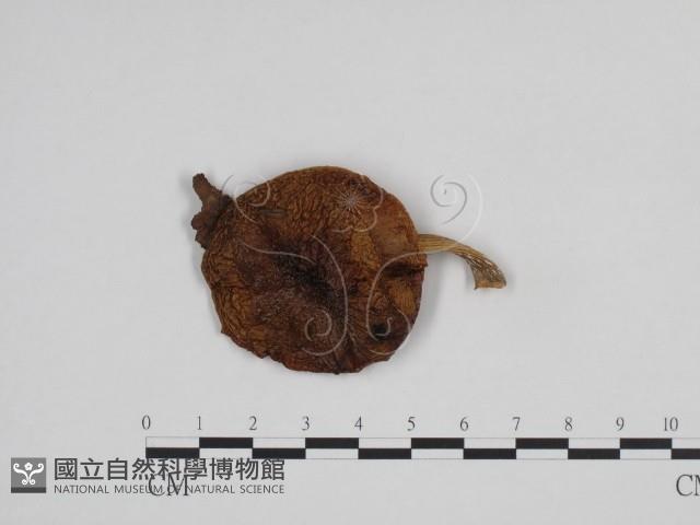 登錄號:F0024690藏品圖，第1張