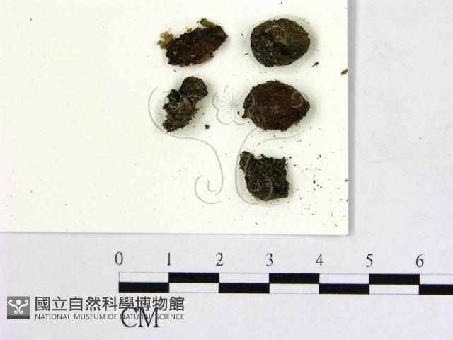 登錄號:F0004690藏品圖，第1張