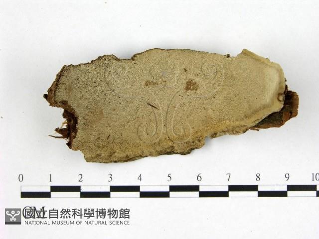 登錄號:F0014690藏品圖，第1張
