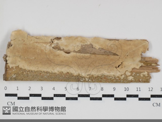 登錄號:F0034690藏品圖，第1張