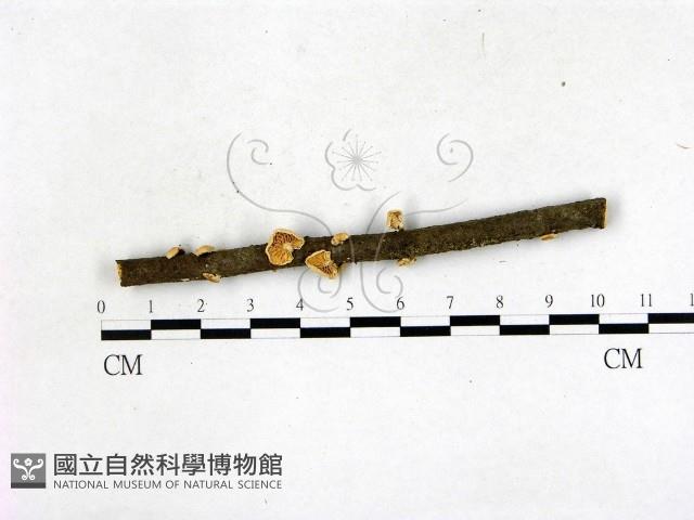 登錄號:F0022690藏品圖，第1張