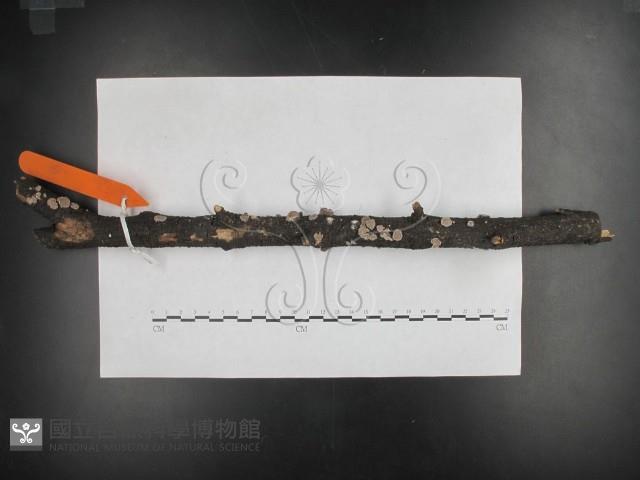 裂褶菌藏品圖，第1張