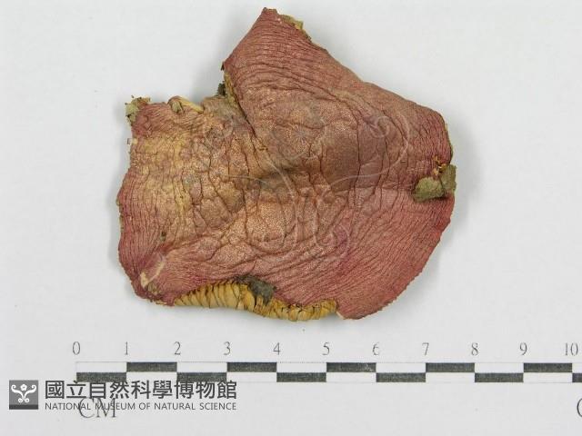 紅菇屬藏品圖，第1張