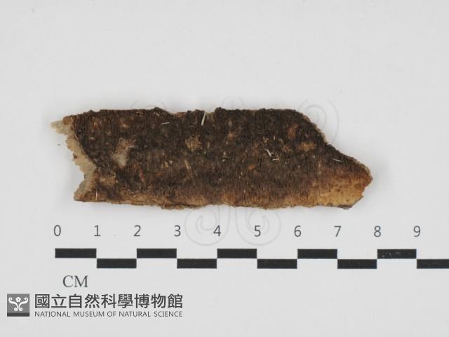 登錄號:F0032690藏品圖，第1張