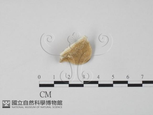 登錄號:F0017690藏品圖，第1張