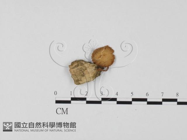 登錄號:F0025690藏品圖，第1張